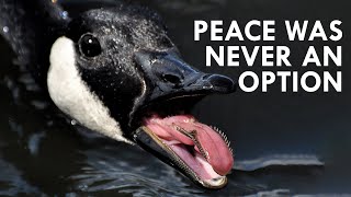 Geese Peace Was Never an Option [upl. by Quartus]