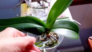 Beginners tips on full water culture method for orchids [upl. by Annette]