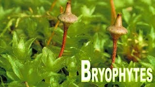 Plant kingdom part 3  Bryophyta Mosses and Liverworts [upl. by Sitarski361]