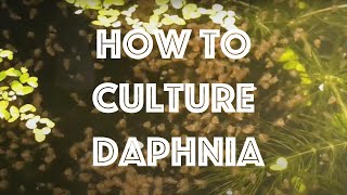 How To Culture Daphnia Magna [upl. by Artekal]