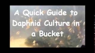 How to culture daphnia outside [upl. by Enileoj]