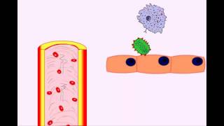 USMLE Animated Immunology  Infection amp Acute Inflammation  Monocytes amp Macrophages [upl. by Sadnak319]