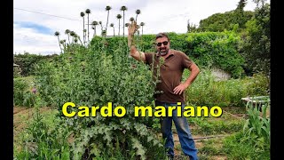 Cardo mariano Silybum marianum [upl. by Vivle]