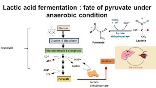 Lactic acid fermentation  fate of pyruvate under anaerobic condition [upl. by Gervais364]