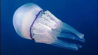 Facts The Barrel Jellyfish [upl. by Onitnelav149]