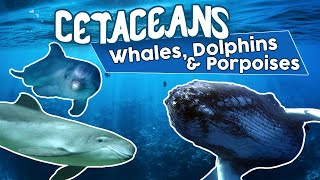 All Cetaceans whales dolphins and porpoises Amazing cetacean facts [upl. by Cutcheon]