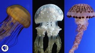 Are Jellyfish the Weirdest Animals In the Ocean [upl. by Asen]