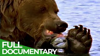 Majestic Bears of Alaska amp British Columbia  Free Documentary Nature [upl. by Eelirak]