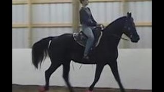 The Gaited Horse Gait Spectrum [upl. by Loralyn531]