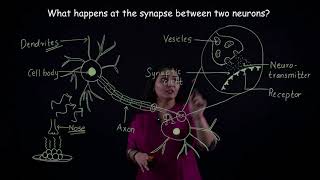 CBSE Class X Biology Conduction and Transmission of Nerve Impulses [upl. by Anotyad]