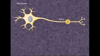 The Nerve Impulse HD Animation [upl. by Severn]