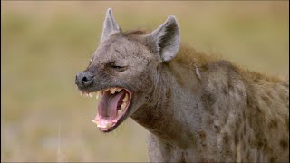 Wild Life  Spotted Hyenas Documentary 2020 Full HD 1080p [upl. by Odlaniger]