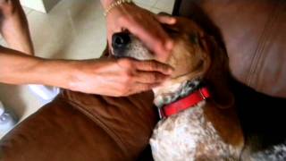 Beagle reverse sneezing solution [upl. by Patty]