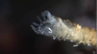 And jellyfish are born scyphozoa strobilation [upl. by Haroved]