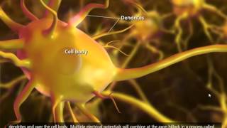 Nerve Impulse Mechanism 3D Animation [upl. by Devona]