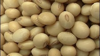 Harvesting and storing soya bean seed summary [upl. by Apthorp]