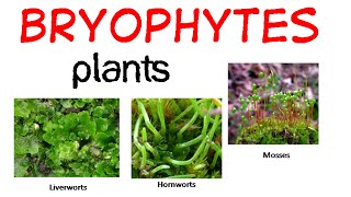 Bryophytes life cycle [upl. by Nannerb111]