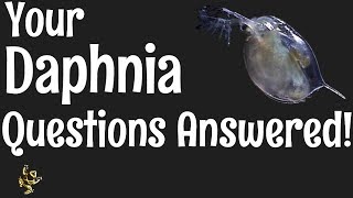 Daphnia Questions Answered [upl. by Mariette]