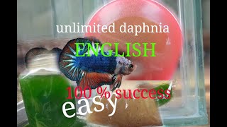 daphnia moina culture Easy way Unlimited production English  with sub Green water Chlorella [upl. by Aehcsrop]