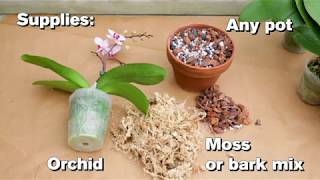 How to Repot an Orchid [upl. by Namlas]