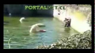 Polar Bear Attacks Woman At Berlin Zoo exclusive full version [upl. by Aihsila834]