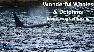 ORCA Lesson 17 Identifying Cetaceans Part 1 [upl. by Swihart717]