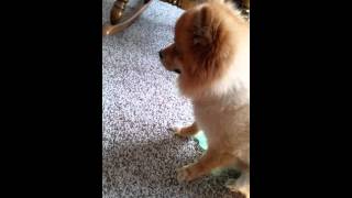 Pomeranian Reverse Sneezing  Caused By Medication [upl. by Anuaik]