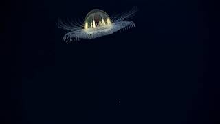 Cosmic Jellyfish 2017 American Samoa [upl. by Ziwot]