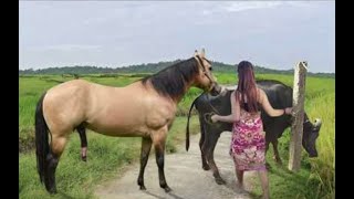 My sister training care her lovely horse in beginner 2021 [upl. by Glynis987]