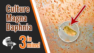 How to culture DAPHNIA MAGNA  The easy way [upl. by Dawkins367]