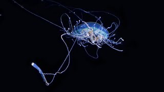 The Hungry Jellyfish [upl. by Mil]