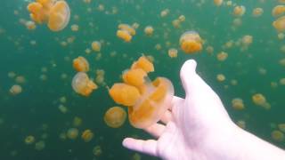 Jellyfish Lake [upl. by Hannus]