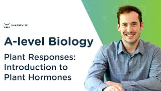 Plant Responses Introduction to Plant Hormones  Alevel Biology  OCR AQA Edexcel [upl. by Gylys]