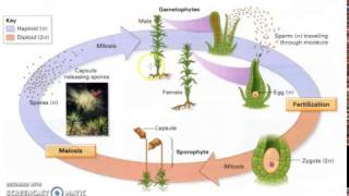 Bryophyte Lifecycle [upl. by Draw99]