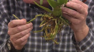 Repotting Grocery Store Orchids [upl. by Ynney]