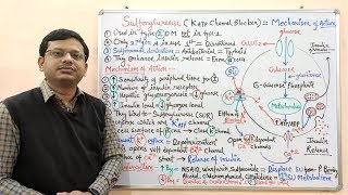 Diabetes Mellitus Part10 Mechanism of Action of Sulfonylurease  Antidiabetic Drugs  Diabetes [upl. by Weidman]