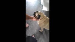 How To Fix Inverted Sneezing On A Pug [upl. by Iek]