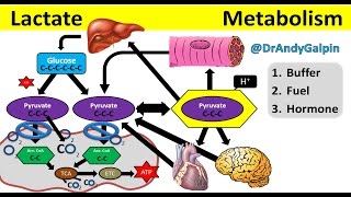 What Lactate is amp What it ACTUALLY does 25 Min Phys [upl. by Sito]