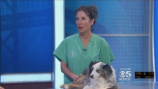 PET EXPERT Veterinarian Dr Jill Chase Talks About Reverse Sneezing [upl. by Ainnat]