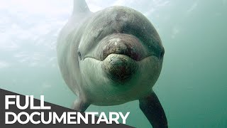 Ocean Stories 3  Dolphins and Whales  Free Documentary [upl. by Birck]