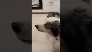 Australian Shepherd Reverse Sneezing [upl. by Lumbye]