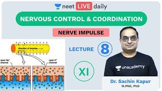 Neural Control amp Coordination L8  Nerve Impulse  Unacademy NEET LIVE DAILY  Biology  Sachin Sir [upl. by Jeavons807]