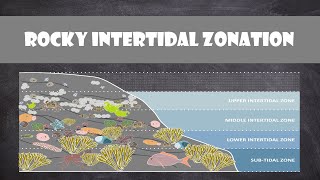 Rocky Intertidal Zonation  Oceanography [upl. by Ssilb]