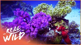 Red Sea Reefs The World Beneath The Waves Wildlife Documentary  Real Wild [upl. by Noguchi795]