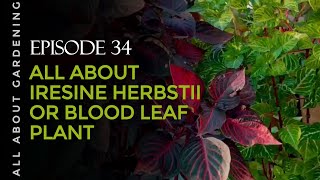 All about Iresine Herbstii or Blood Leaf Plant  Gardening Hub [upl. by Aipmylo]