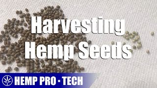 Harvesting Hemp Seeds [upl. by Aniala]