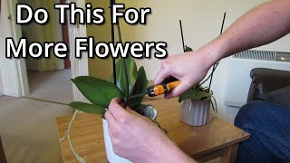 How to get your Phalaenopsis orchids to flower again [upl. by Eiknarf135]