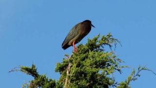 Green Heron quotsingingquot [upl. by Fadiman]