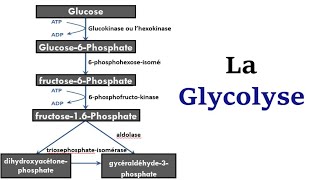 La Glycolyse [upl. by Alwin]