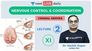 Neural Control and Coordination  L2  Unacademy NEET  LIVE DAILY  NEET Biology  Dr Sachin Sir [upl. by Aliuqat]